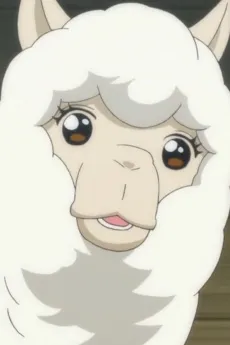 Alpaca