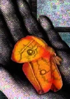 A Place Where There Are Moths cover
