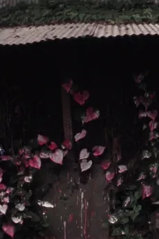 SHELTER cover
