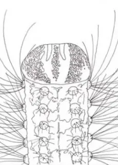 METAMORPHOSE cover