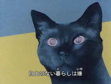 Cat's Eye Love cover