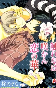 Furenaba Sakan Koi no Hana cover