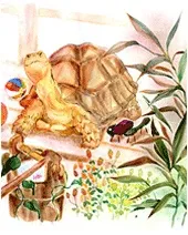 I Am a Turtle cover