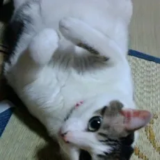 Jun Sakura
