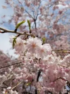 Kyouka Izumi