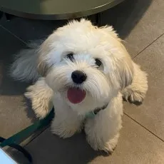 Gugu