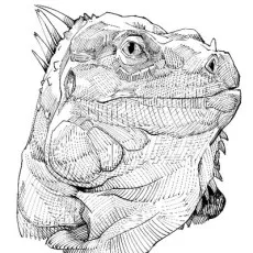 Gado