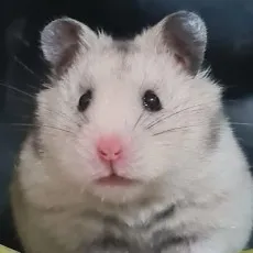 Mintran