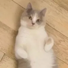 ceci