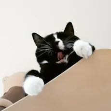 Maro