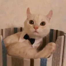Nekoyashiki Nekomaru