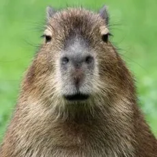 Maepjjil