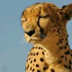 Cheetamen