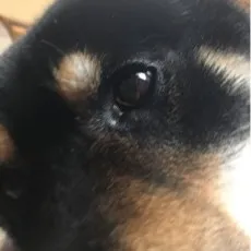 Butai Shibainu