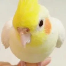 Lu YaAi