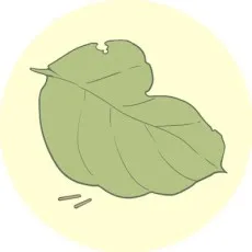 Yuuji Toriba