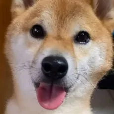 Shibatora