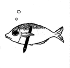Uo