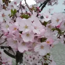 Tsuki