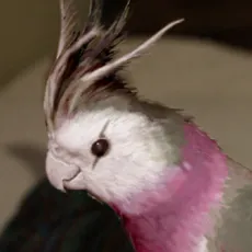 Manpuku Dou