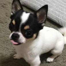 Maki Kochiko