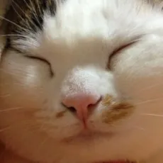Shimaneko