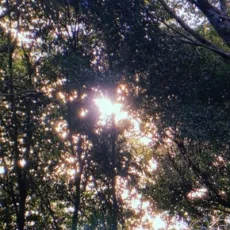 Hitsuji
