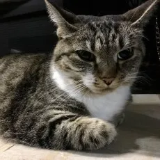Neko Kimino