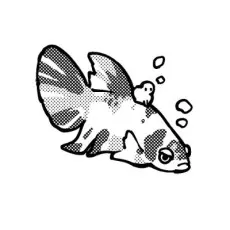 Chanoko