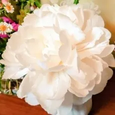 Sato Yoshino