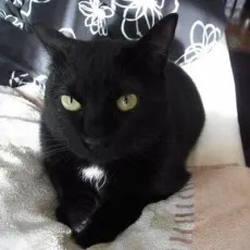 Kurota Snow