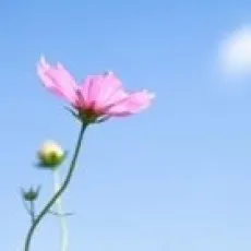 Noise Sunahara
