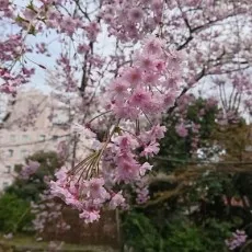 Kyouka Himeki
