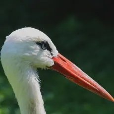 Akanomani